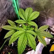 Pink Rozay Original Sensible Seeds