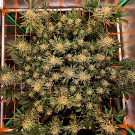 Orange bud main lining