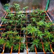 Pink Rozay Original Sensible Seeds