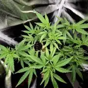 Adoption eines Steckies main lining