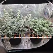 Caly 'n banana main lining