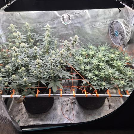 Caly 'n banana main lining