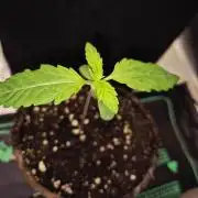 Cream Mandarine main lining