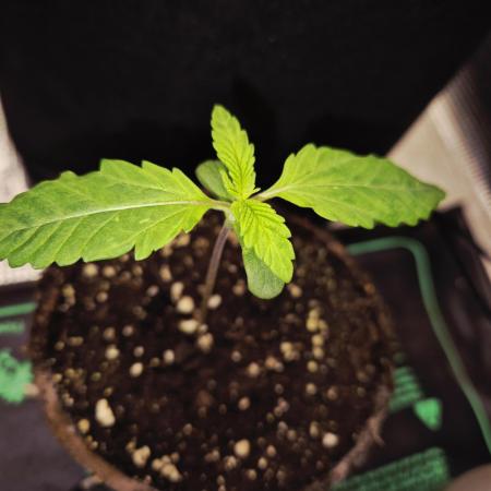 Cream Mandarine main lining