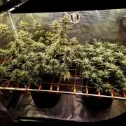 Caly 'n banana main lining