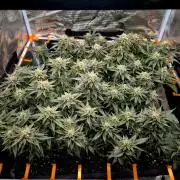 "Purple" Haze Steckies