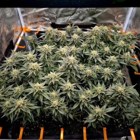 "Purple" Haze Steckies