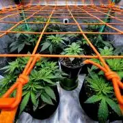 Fast buds (mini grow)