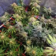 Fast buds (mini grow)