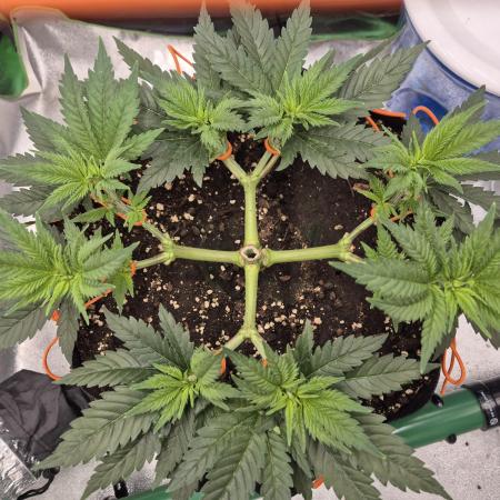 Orange bud main lining