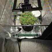 Orange bud main lining