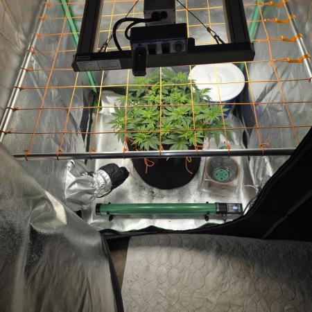 Orange bud main lining