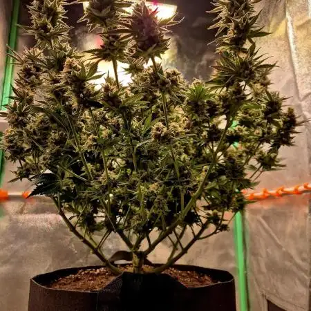 Orange bud main lining