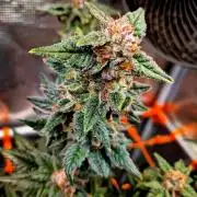 Rainbow Hitter