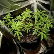 Adoption eines Steckies main lining