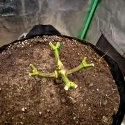 Orange bud main lining