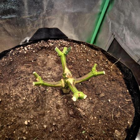 Orange bud main lining