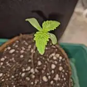 Cream Mandarine main lining