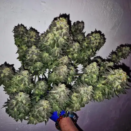"Purple" Haze Steckies