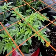 Fast buds (mini grow)