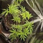 Adoption eines Steckies main lining