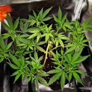 Special Kush (clone) main lining