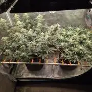 Caly 'n banana main lining