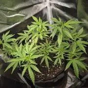 Adoption eines Steckies main lining