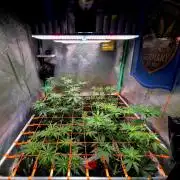 Pink Rozay Original Sensible Seeds