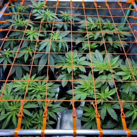 Fast buds (mini grow)
