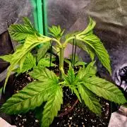 Pink Rozay Original Sensible Seeds