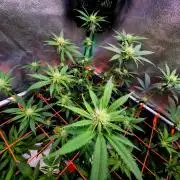 Pink Rozay Original Sensible Seeds