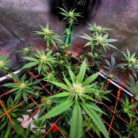 Pink Rozay Original Sensible Seeds