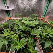 Orange bud main lining