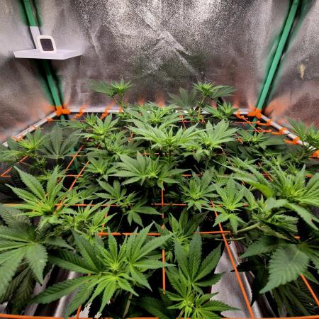 Orange bud main lining