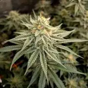 Caly 'n banana main lining