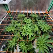 Orange bud main lining