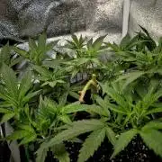 Special Kush (clone) main lining