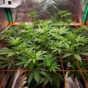 Orange bud main lining