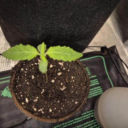 Cream Mandarine main lining