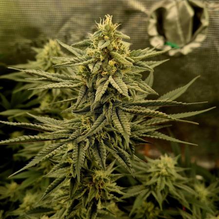 Caly 'n banana main lining