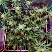 Pink Rozay Original Sensible Seeds