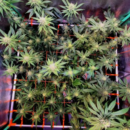 Pink Rozay Original Sensible Seeds
