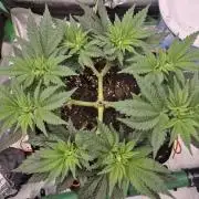 Orange bud main lining