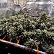 Steckies kurz vor dem Herbst..