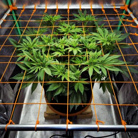 Orange bud main lining