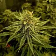 Caly 'n banana main lining