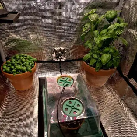 Grow diary USA"tropical ice cream one"
