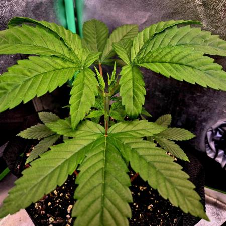 Pink Rozay Original Sensible Seeds