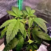 Pink Rozay Original Sensible Seeds